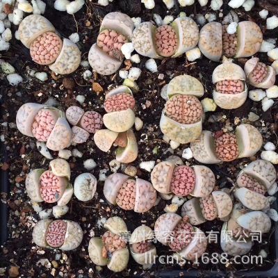 2014年11月中国游客出境目的国家统计数据-ky com(图2)