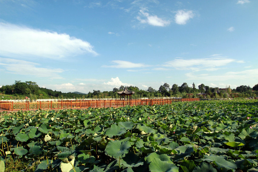 成都博物馆馆长李明斌调任上海大学博物馆馆长|ky.com(图1)