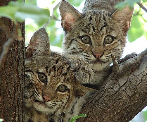 【kycom】猎鹰解期：国债期货2月6日货交易建议(图2)