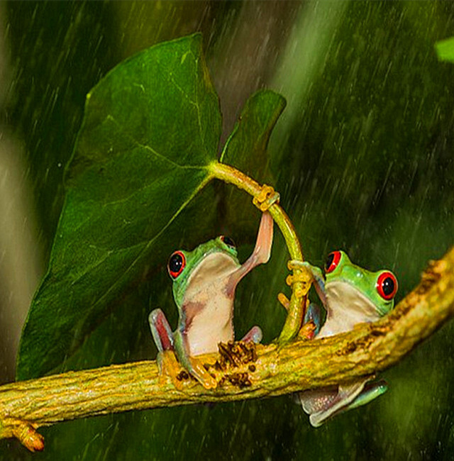 中国最具人气环保公益组织排行榜【kycom】(图1) 中国最具人气环保公益组织排行榜【kycom】(图1)