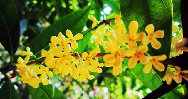 “多娇”背后是多情当今拍卖价格最高的画家|ky com(图2) “多娇”背后是多情当今拍卖价格最高的画家|ky com(图2)