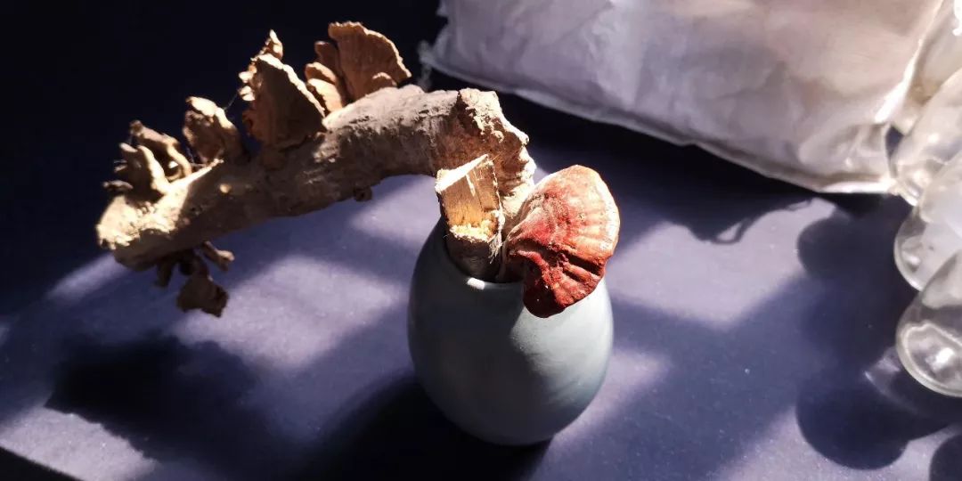 最受欢迎慈善公益组织排行榜|kycom(图1)