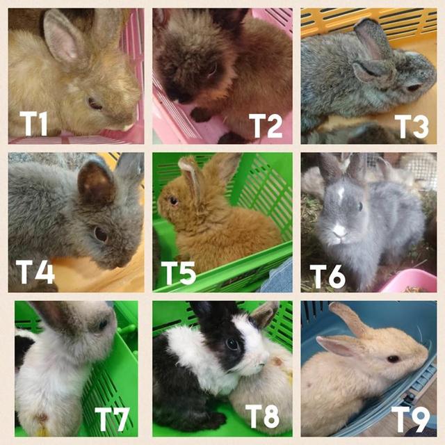 ky com|“汉代梳妆台”拍出2.2亿一年后被爆产自邳州作坊(图4) ky com|“汉代梳妆台”拍出2.2亿一年后被爆产自邳州作坊(图4)