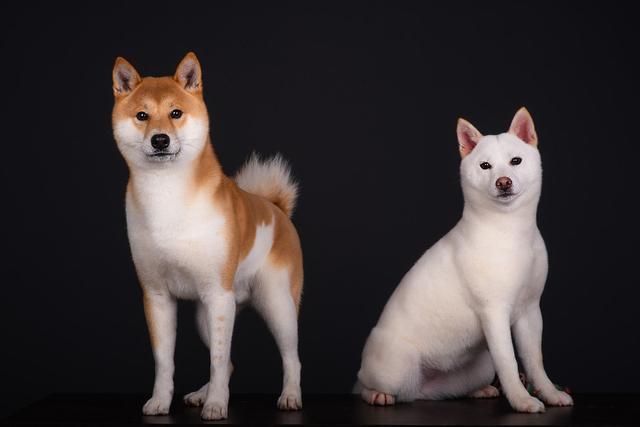 @璧山人,你有一份疫情之下各种服务硬核网上管理指南,请注意查收-kycom(图1) @璧山人,你有一份疫情之下各种服务硬核网上管理指南,请注意查收-kycom(图1)